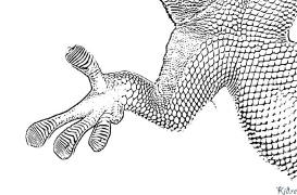 gecko Coloring Pages To Print